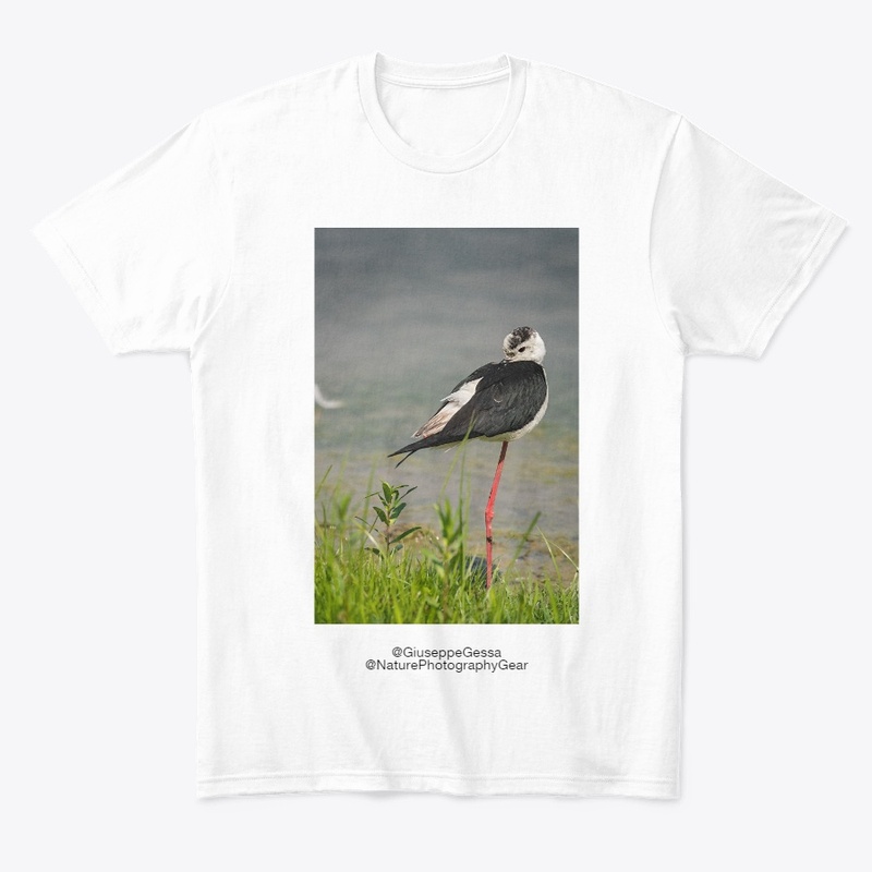 Black-winget stilt