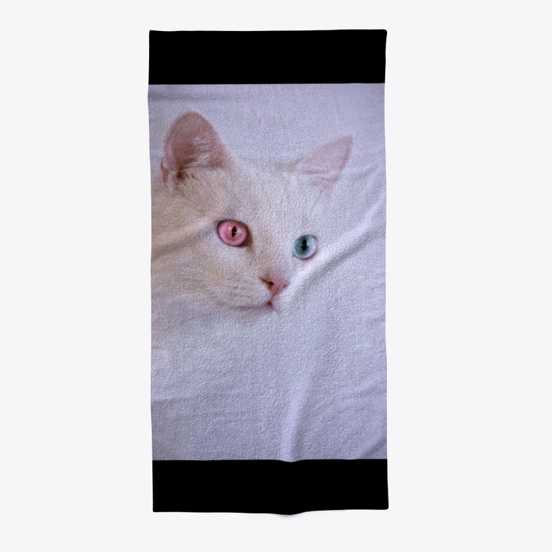 cute two colors eyes cat