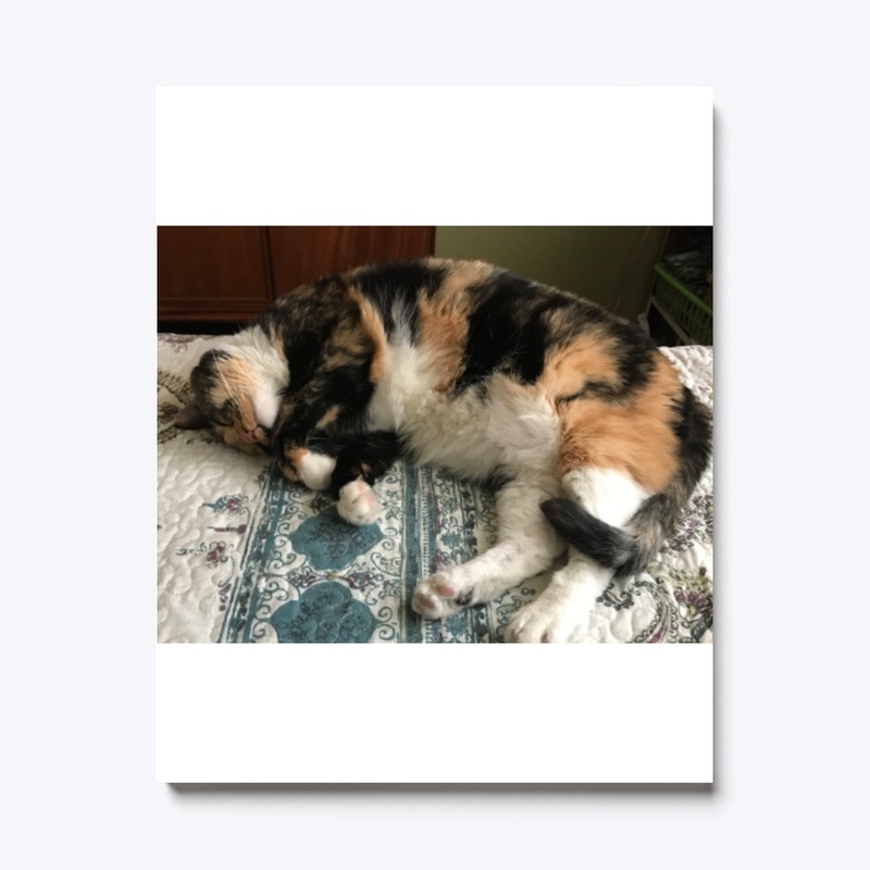 Angel Cat Sleeping Peacefully