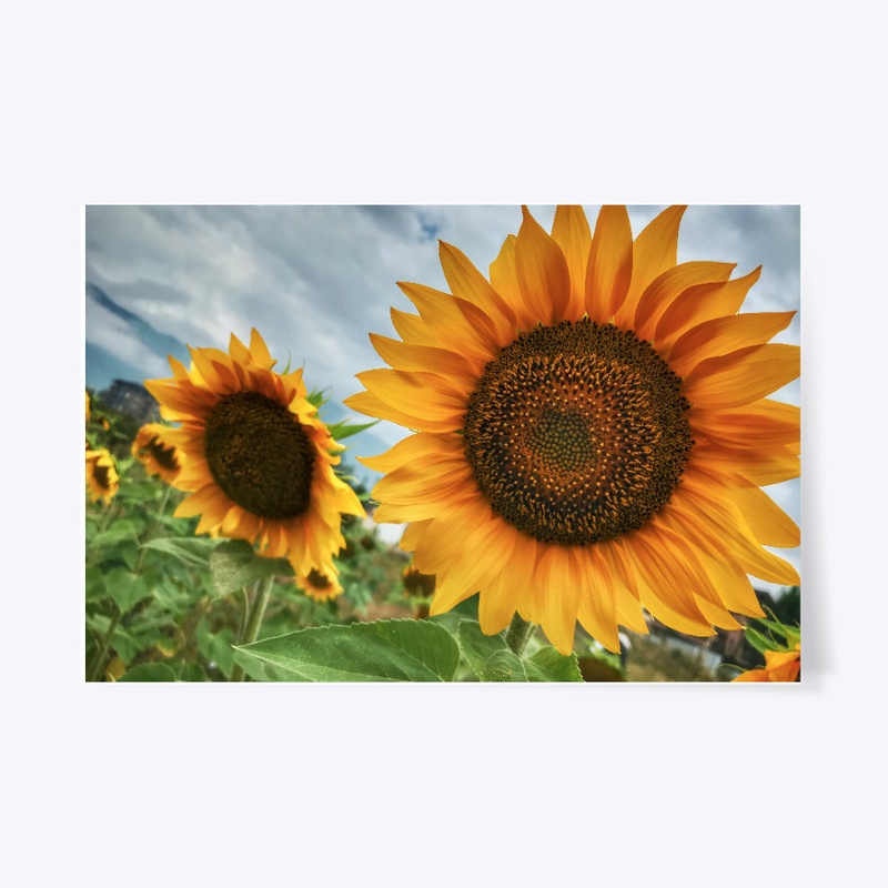 Bulgaria - Sunflowers