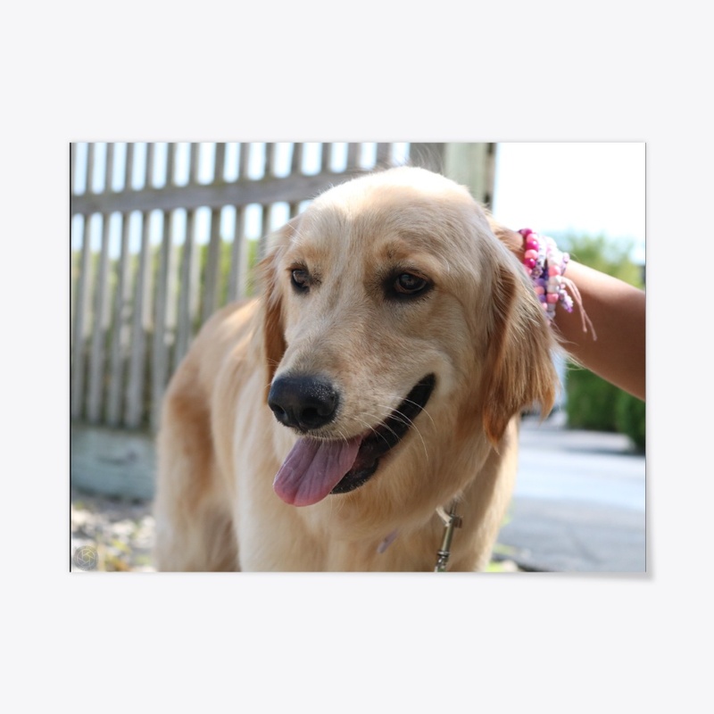 Dog 4