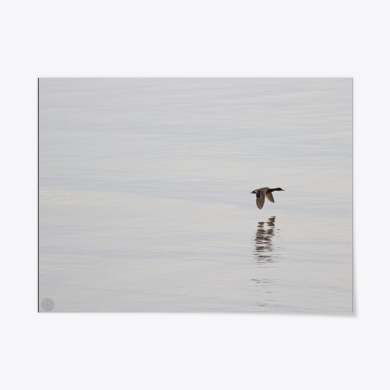 Duck 2