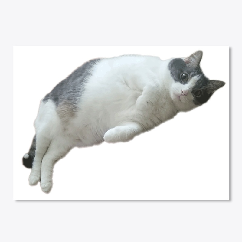 Whitewater Cat