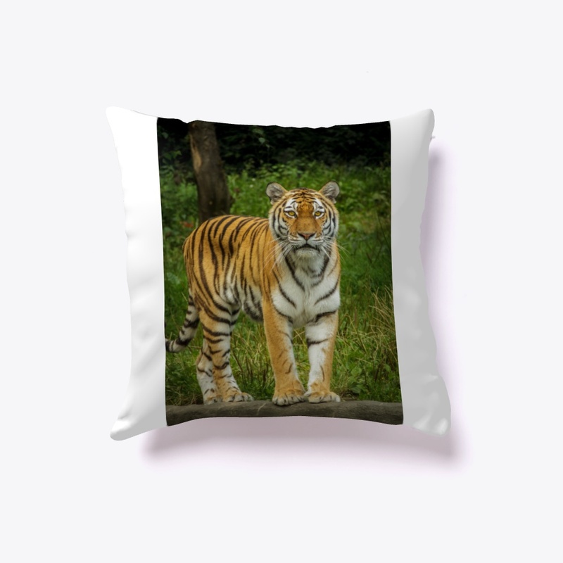 Tiger lying on green grass