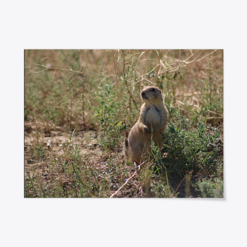 Prairie Dog 1