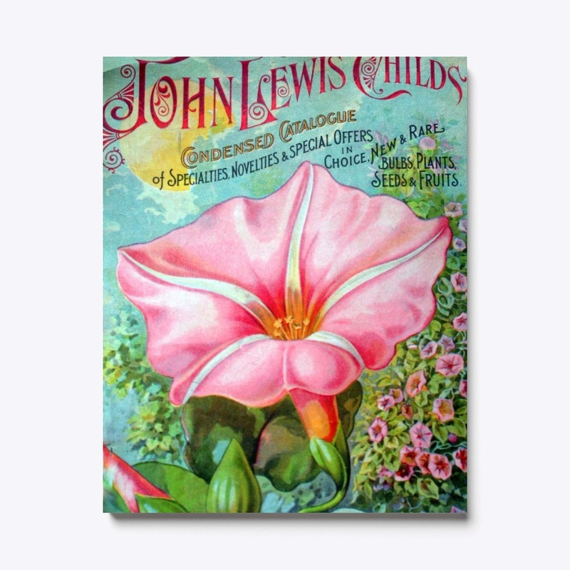 Vintage Pink Morning Glory