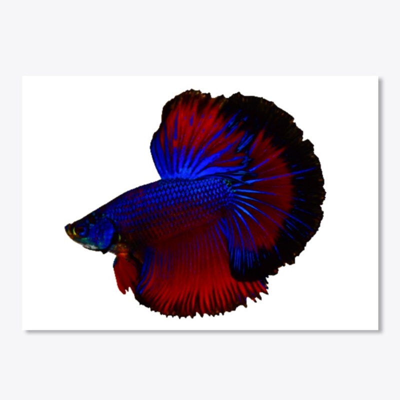 Betta Fish