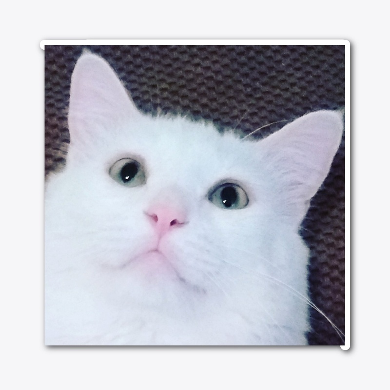 Sushi the Cat