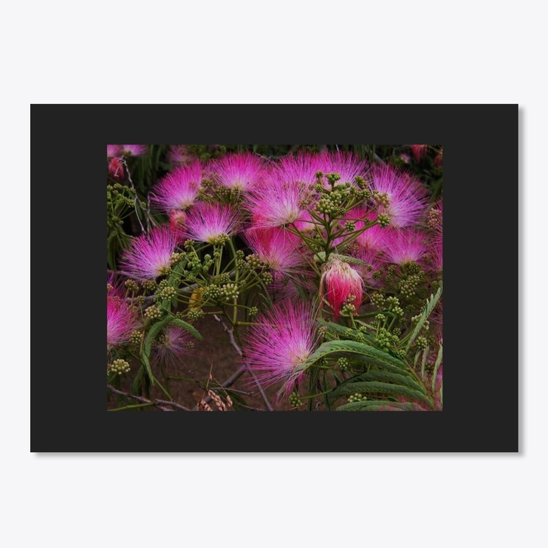 mimosa tree