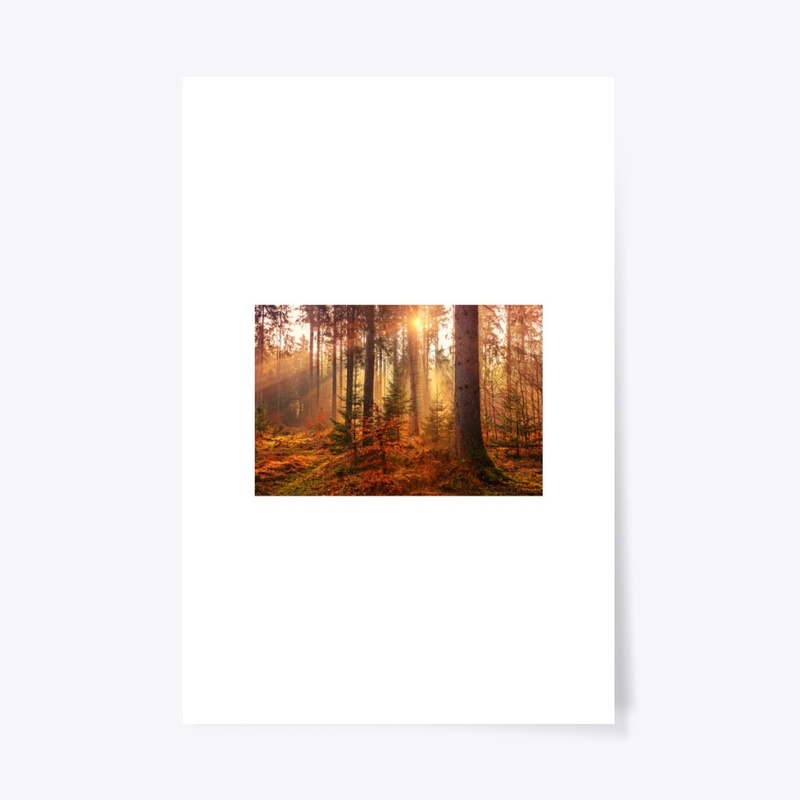 Value12 Sunshine in the forest