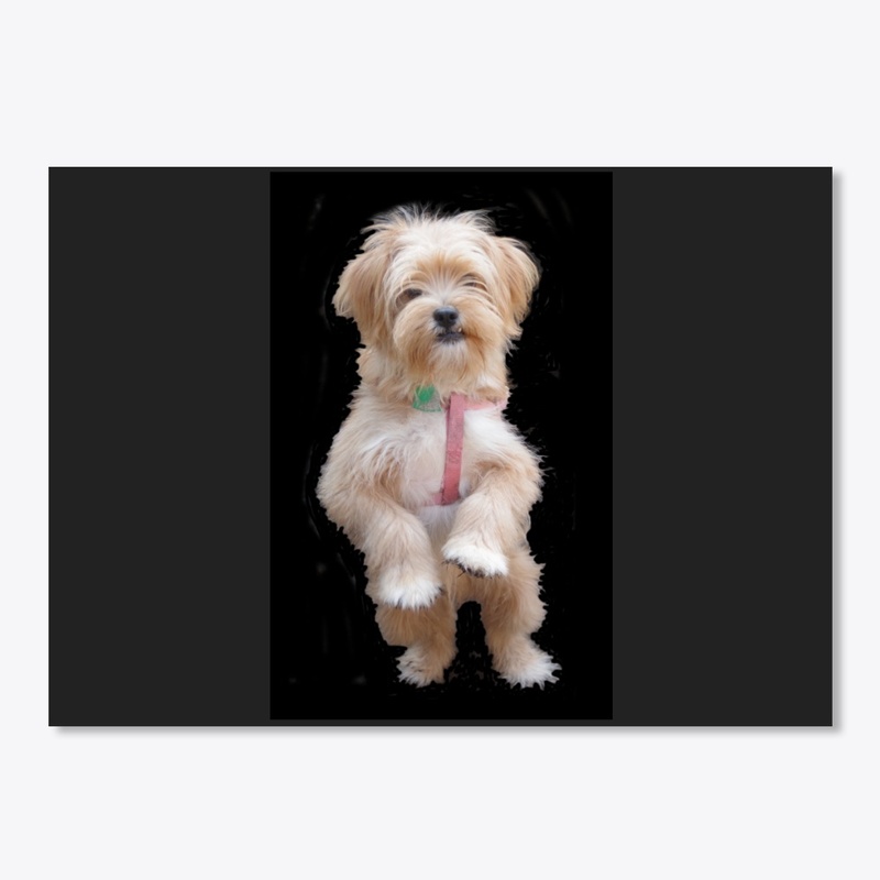 cute yorkie chihuahua puppy
