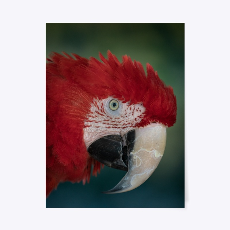 Birds of a feather 1