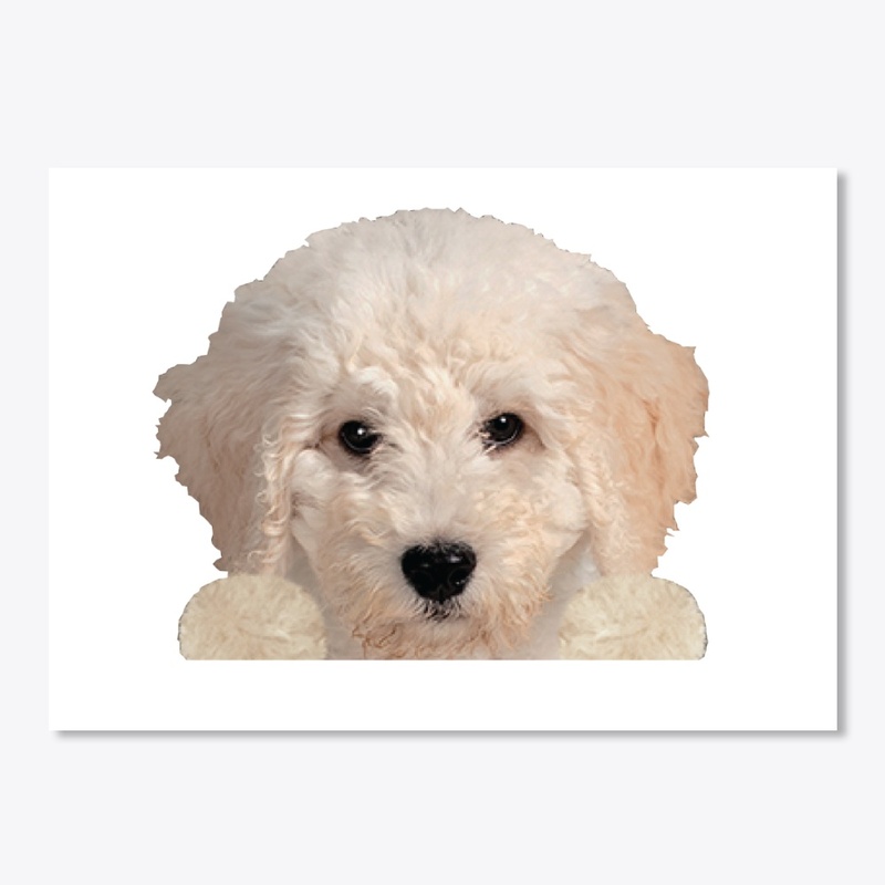 Australian Doodle