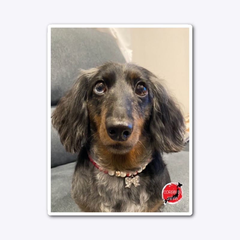 Eve the Mini Dachschund