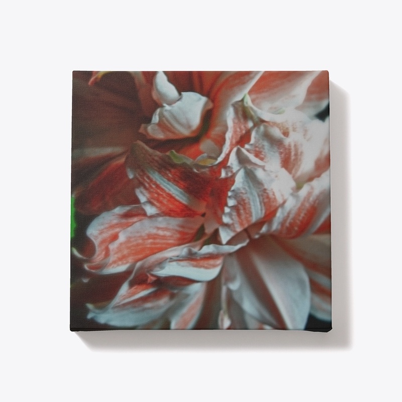 Amaryllis Portrait