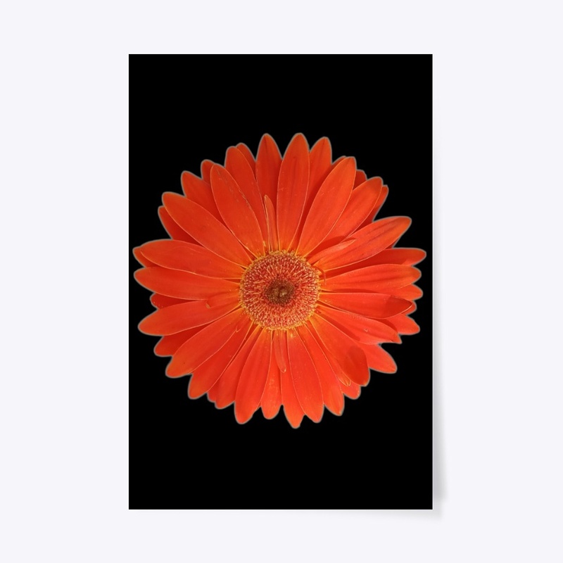 Vibrant Orange Gerbera