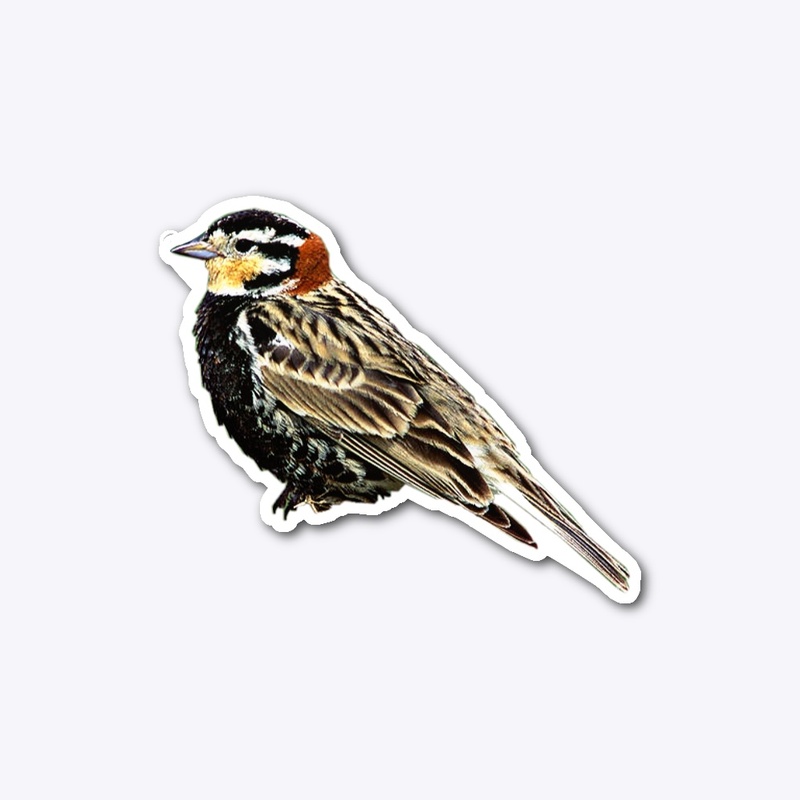 Chestnut-Collared Longspur sticker