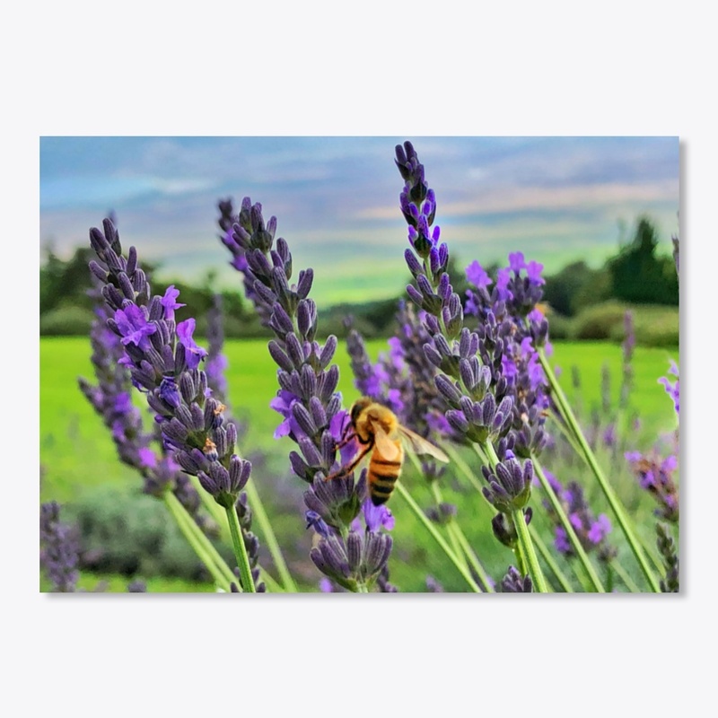 Bee in Maui Lavender