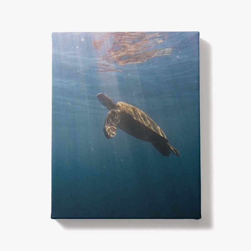 sea turtle swimming in the ocean
