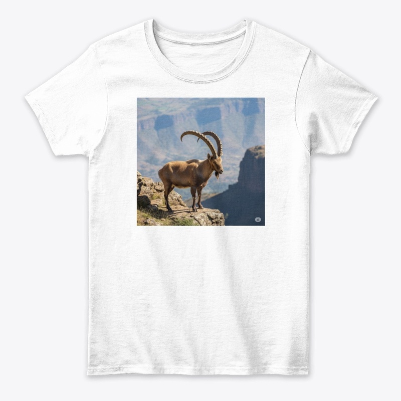 Ethiopian Ibex