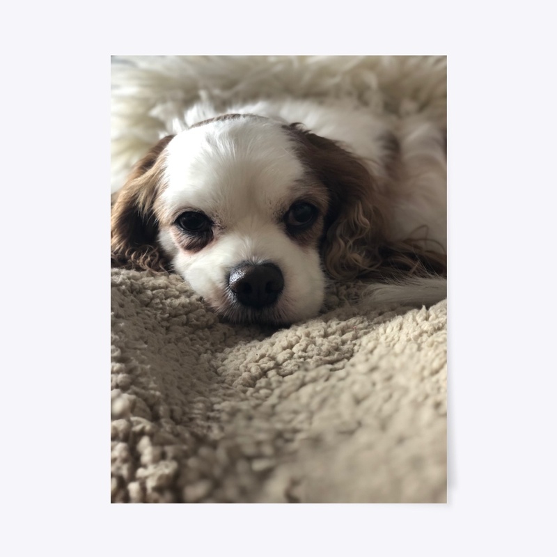 Tucker the puper merch 