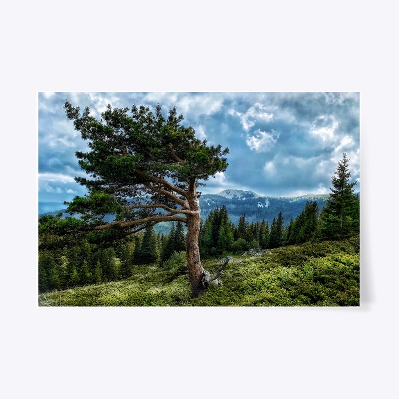 Bulgaria-mountain tree