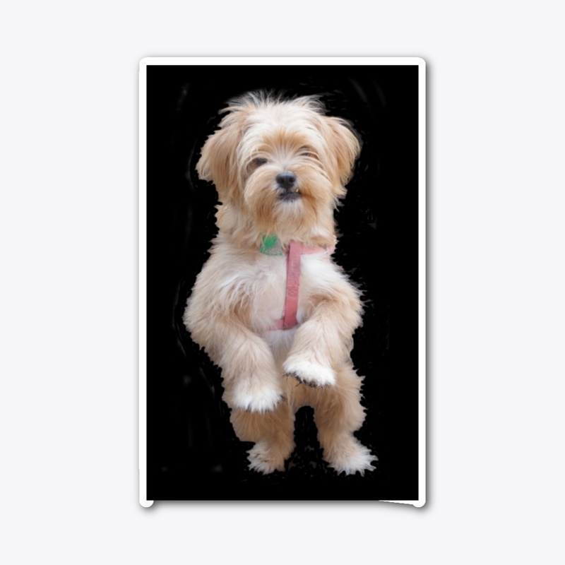 cute yorkie chihuahua puppy