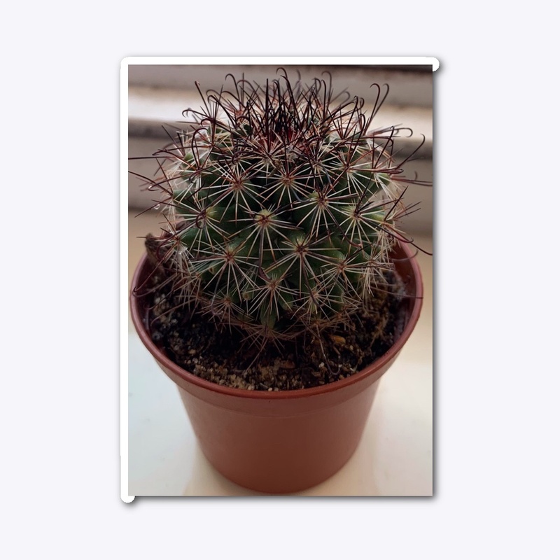 smith the cactus merch!