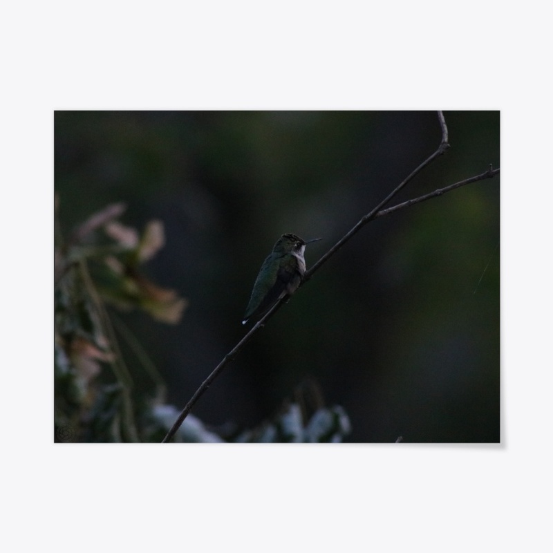 Hummingbird 2