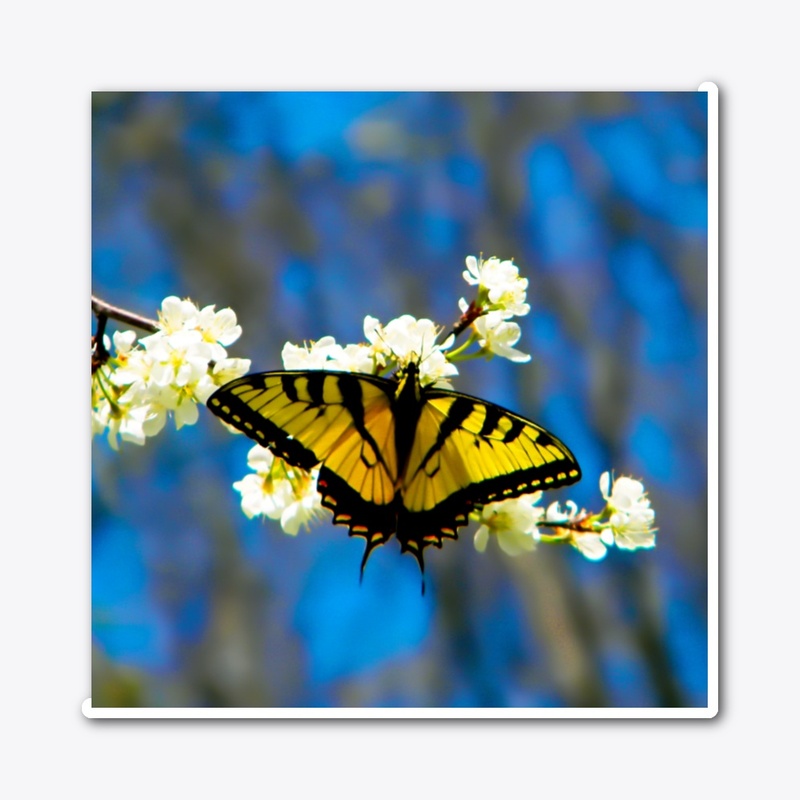 Beautiful Black and Yellow Butterfly