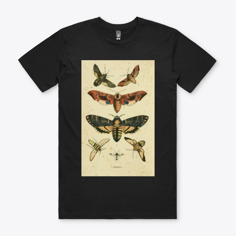 moths of england