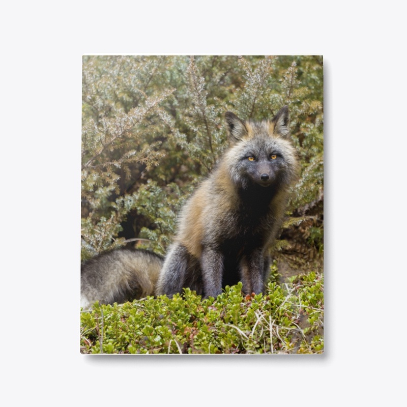 Cross Fox