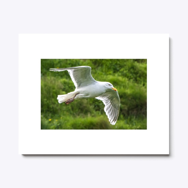Herring Gull
