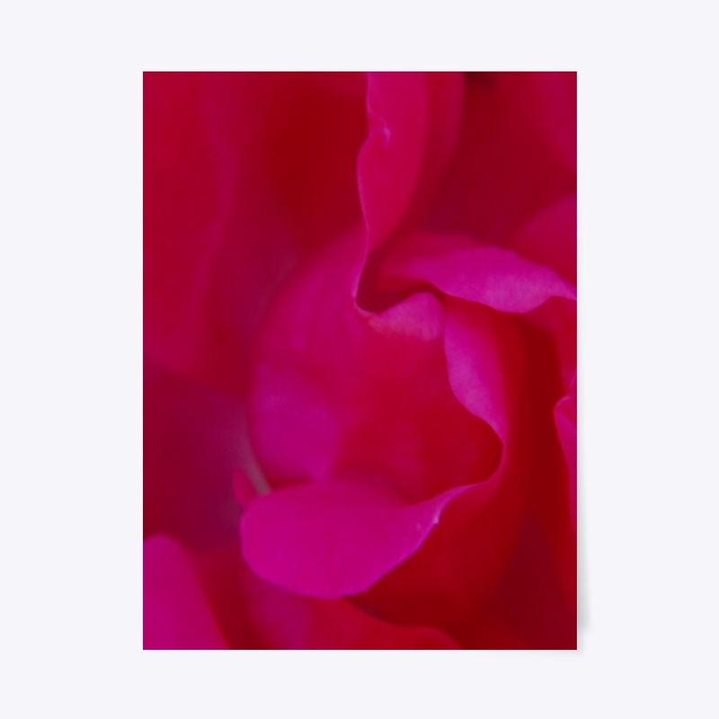red rose macro