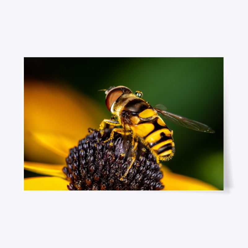 Hover Fly on Flower
