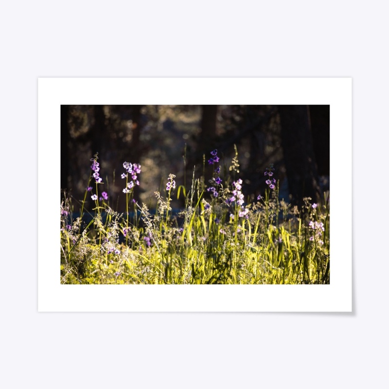 Delphinium