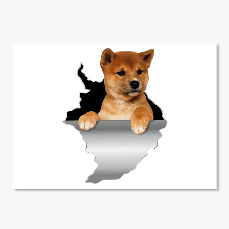 shiba