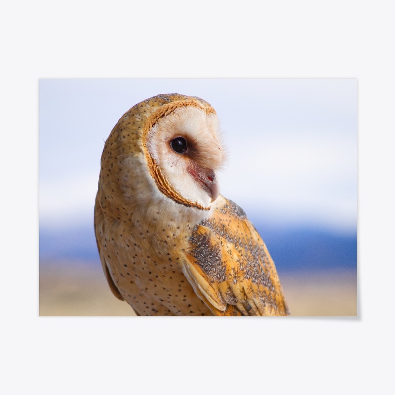 Barn Owl Close Up
