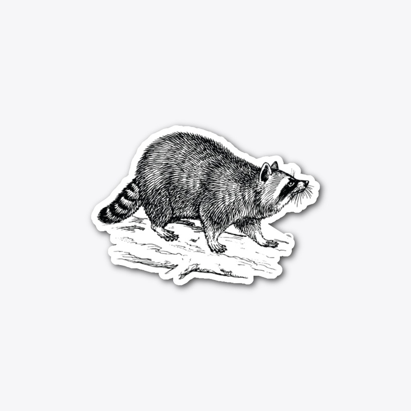 Raccoon Illustration