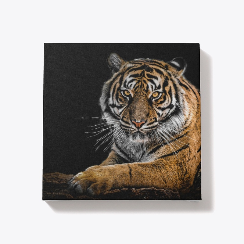 Tigers