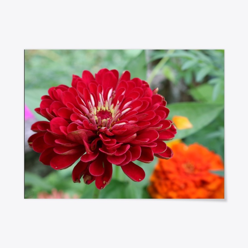 Flower 9