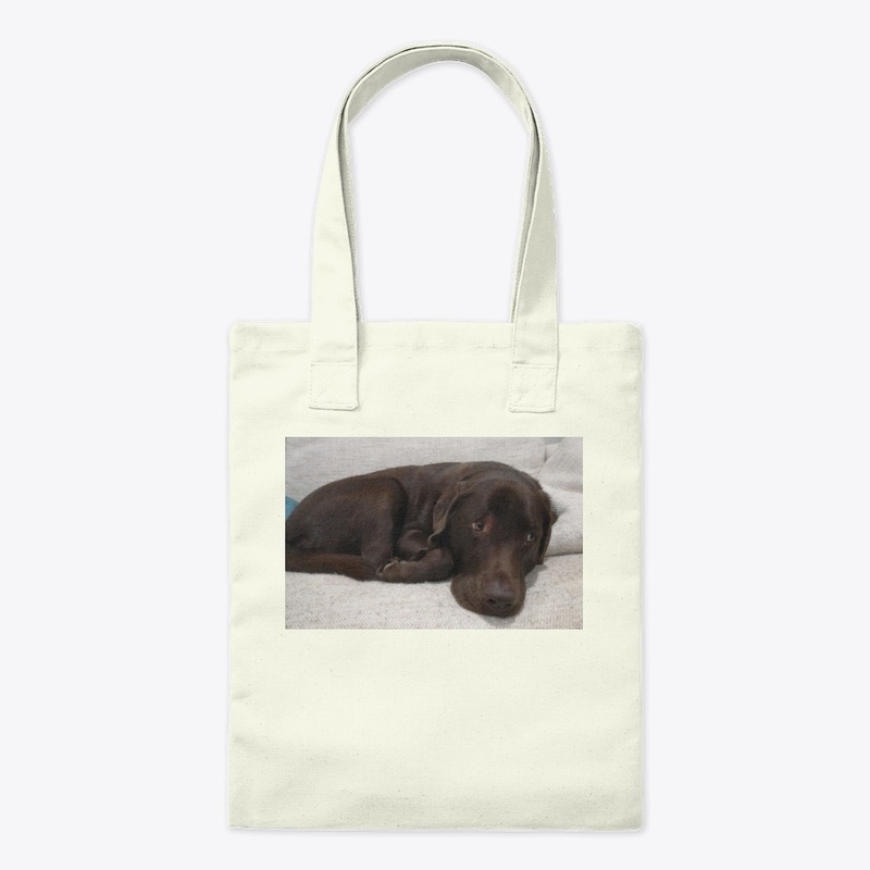 Labrador 2