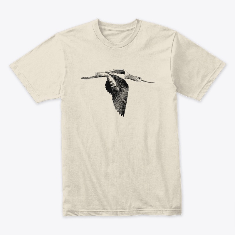 American Avocet Birdwatching