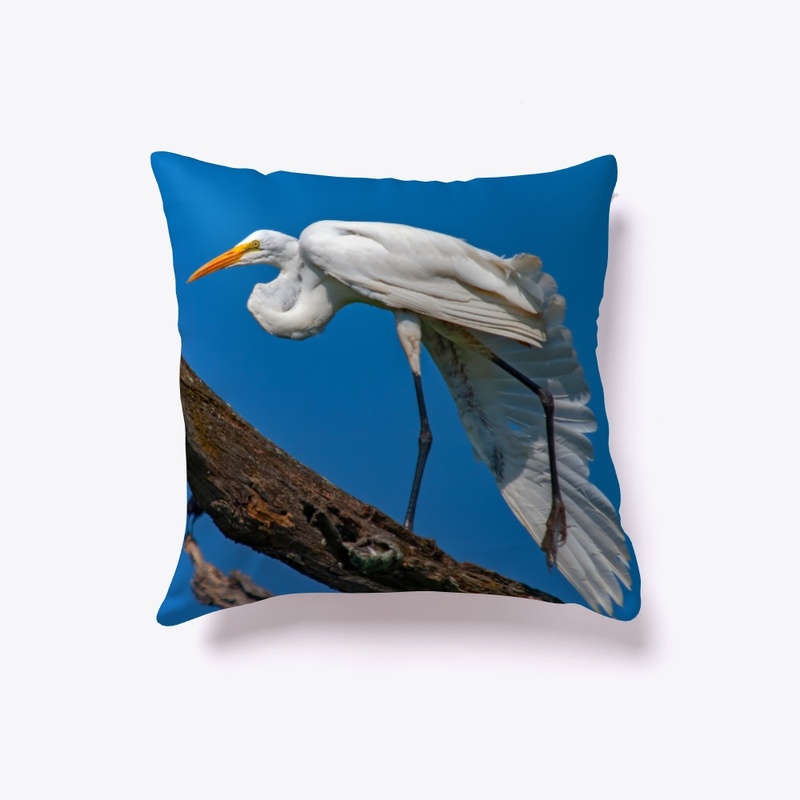 Great White Egret