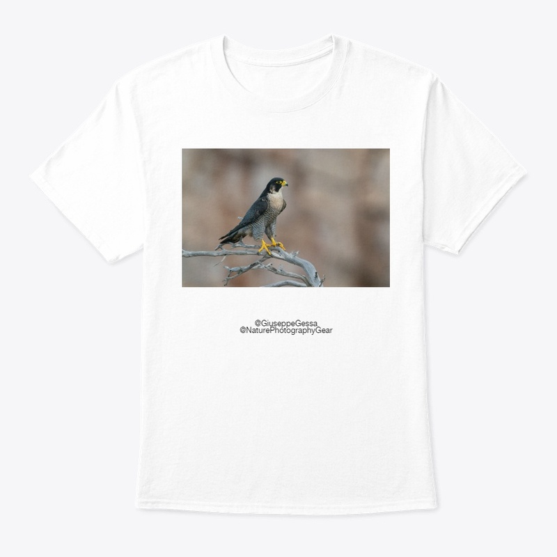 The peregrine falcon
