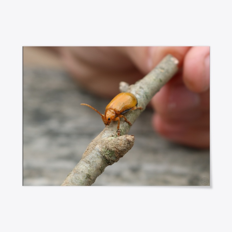 Beetle