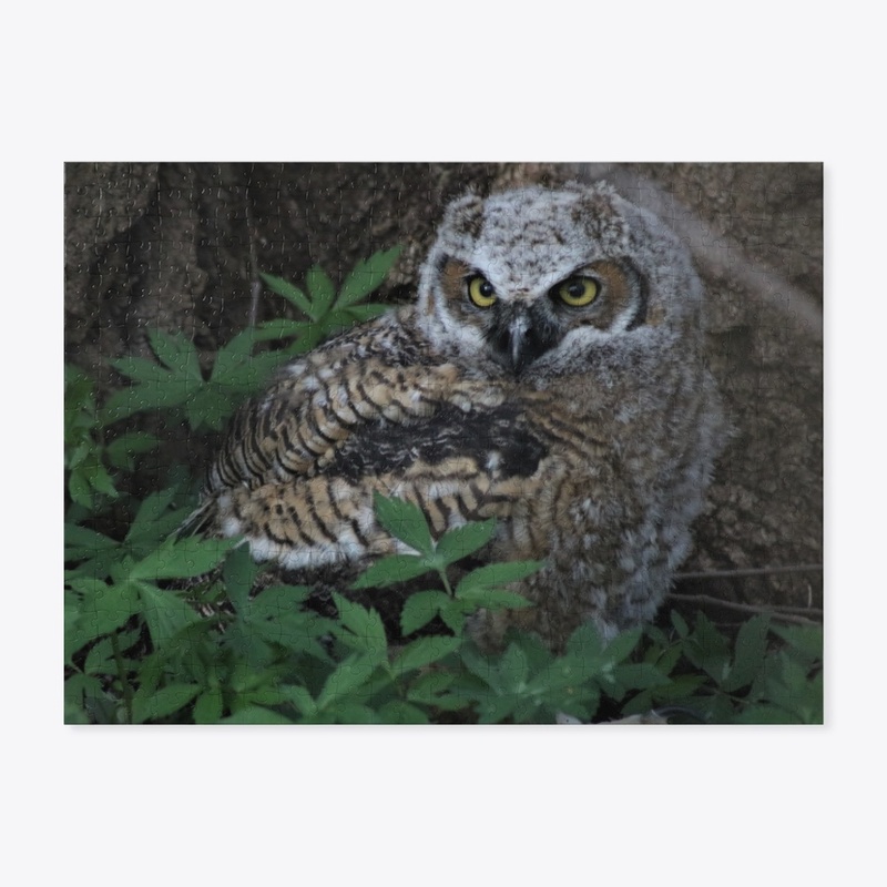 Owlet 2