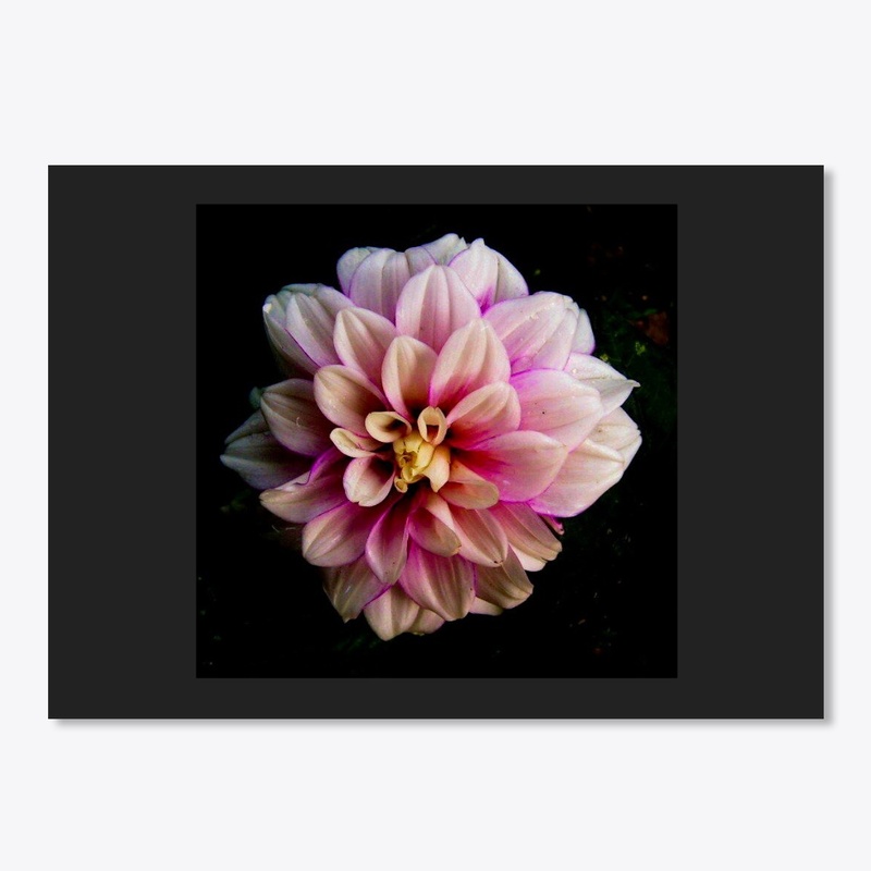 pink purple flower