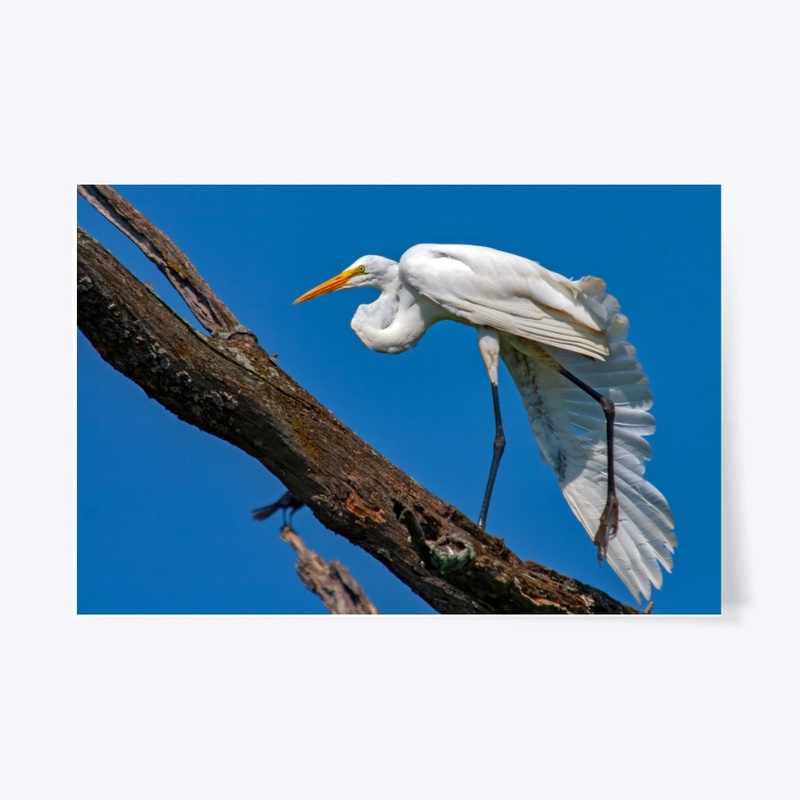 Great White Egret
