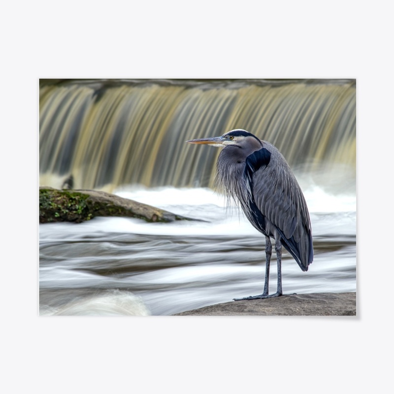 Great Blue Heron at Waterfall